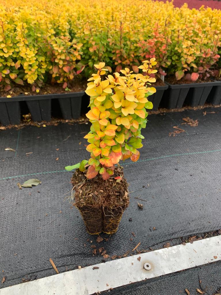 Барбарис тунберга Мария